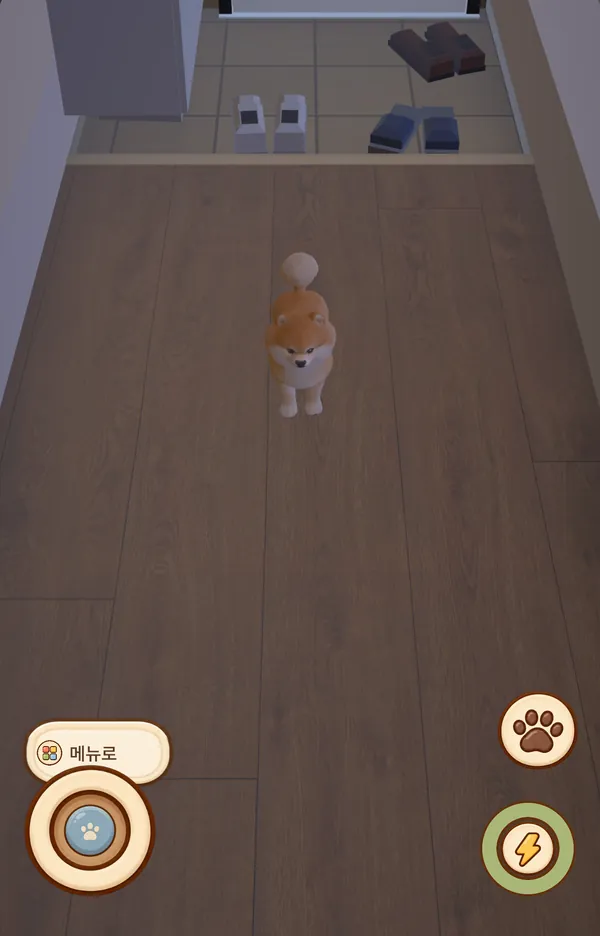 집 안 복도를 돌아다니는 포메라니안